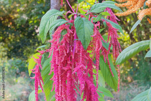 Amaranthus caudatus of purple color. Growing protein-rich grains in organic garden. Farming. Countryside garden. photo