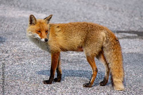 red fox on Abruzzo mountains