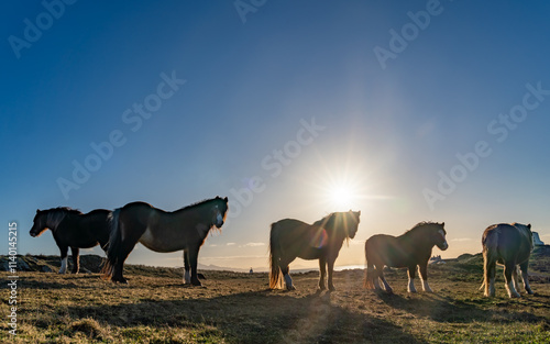 Wallpaper Mural Llanddwyn Island and newborough forest walk Anglesey Torontodigital.ca