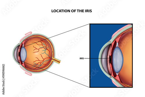 Location of the Iris Anatomy illustration  photo