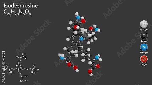 Isodesmosine. Amino acid. Animated 3D model of a molecule. Molecular formula: C24H40N5O8. Chemical model: Ball and sticks. Gray background. 3D rendering. Seamless loop. photo