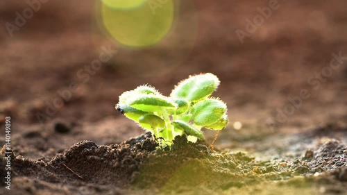 Farmer watering just planting little sprout on agricultural field at sunset Concept of growth, new life, care, sustainability, protecting earth, gardening, green environment, agriculture, spring works