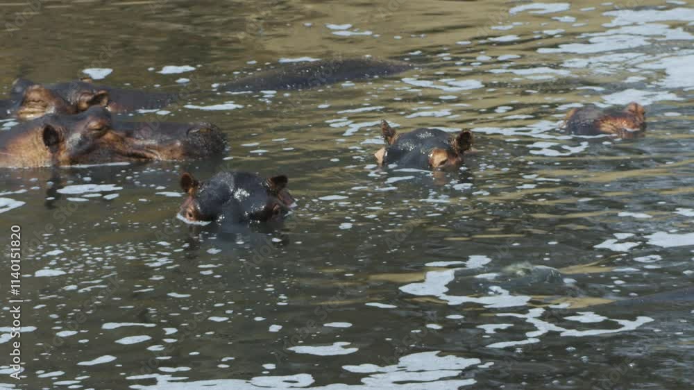 Group of seven hippos in a clean but slightly foamy body of water. One of the animals submerges under the water surface, two others wiggle their ears Group of seven hippos in a clean but slightly foamy body of water. One of the animals submerges under the water surface, two others wiggle their ears