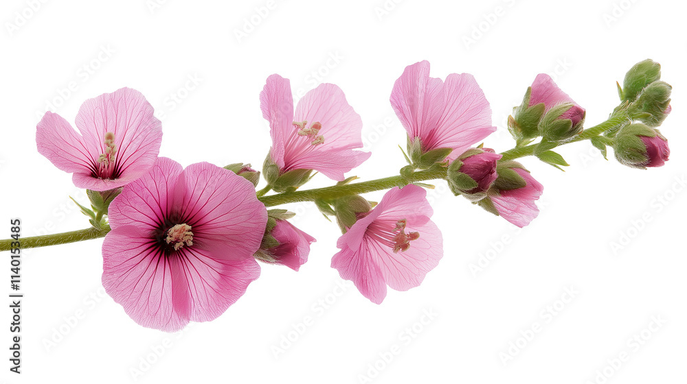 Obraz premium Pink flower isolated on a white background