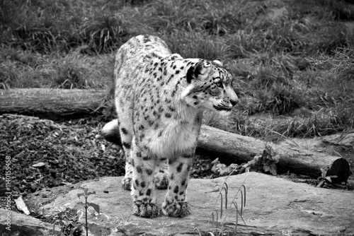 Panthère des neiges en noir et blanc photo