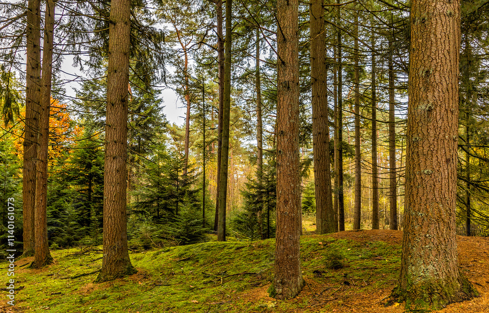 Naklejka premium autumn forest in the morning