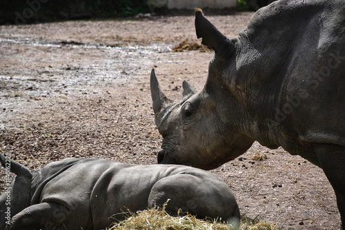 Maman rhino photo