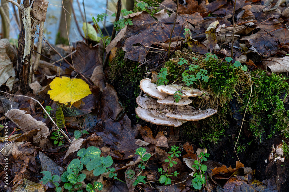 White mushrooms thrive on top of an old, moss-covered stump surrounded by fallen leaves, small plants, and a bright yellow leaf in a peaceful forest. White mushrooms thrive on top of an old, moss-covered stump surrounded by fallen leaves, small plants, and a bright yellow leaf in a peaceful forest.