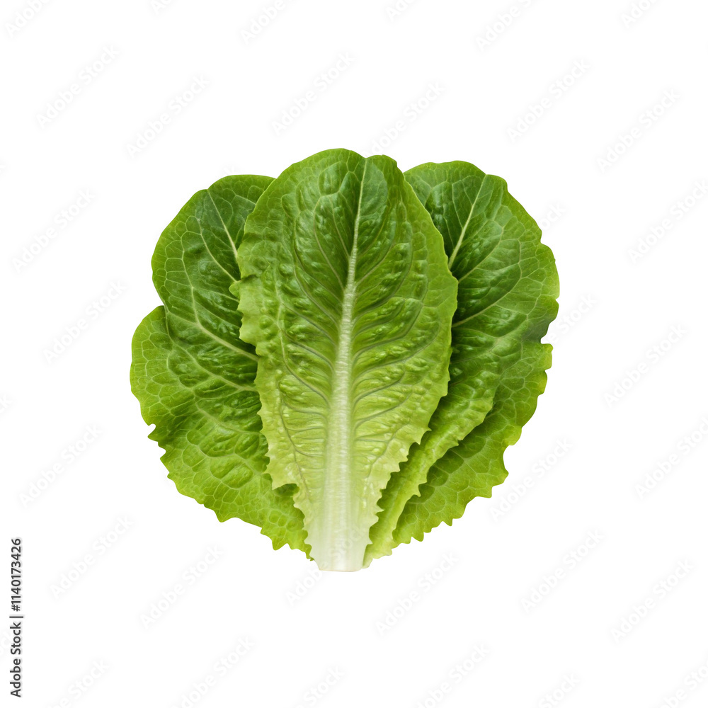 Fresh lettuce isolated on white background Fresh lettuce isolated on white background