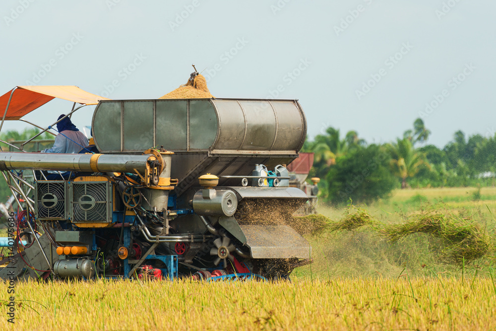 Fototapeta premium Combine harvester with worker harvesting in rice field during harvest season in countryside