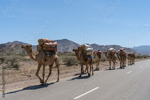 Camel caravan carrying salt from the Danakil depression in northern Ethiopia photo