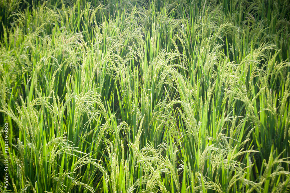 Rice plants in the fields Rice plants in the fields