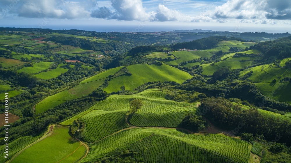 82.Wide aerial shot showcasing the Cha Gorreana tea fields, where perfectly organized, flowing rows of tea bushes stretch across rolling hills; the lush, layered greenery contrasts with the deeper 82.Wide aerial shot showcasing the Cha Gorreana tea fields, where perfectly organized, flowing rows of tea bushes stretch across rolling hills; the lush, layered greenery contrasts with the deeper
