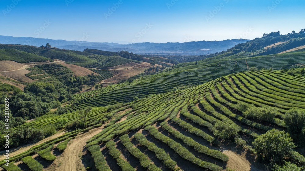 84.Drone perspective over Cha Gorreana tea fields, capturing the uniform yet undulating rows of tea plants that cascade down the hills; the rich green tones of the plantation against the earthy 84.Drone perspective over Cha Gorreana tea fields, capturing the uniform yet undulating rows of tea plants that cascade down the hills; the rich green tones of the plantation against the earthy