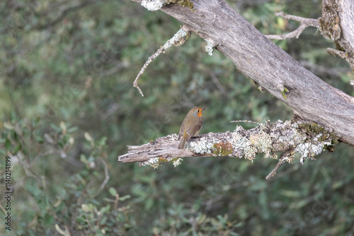 Common Chaffinch (Fringilla coelebs) perched on a tree branch photo