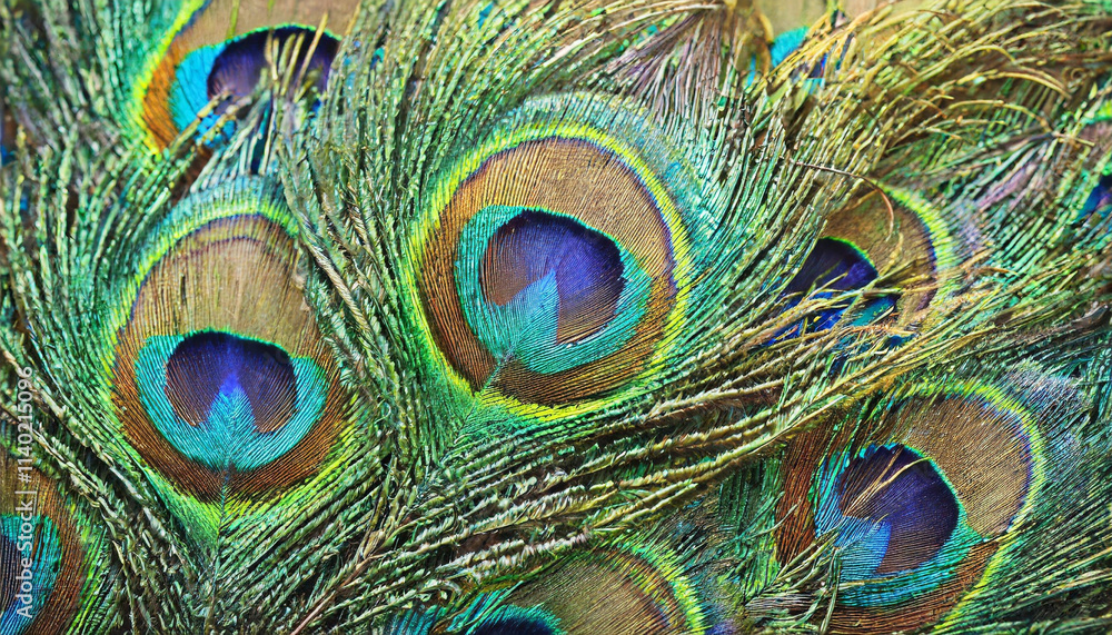 Obraz premium Beautiful peacock feather background wallpaper with green, blue and brown colors