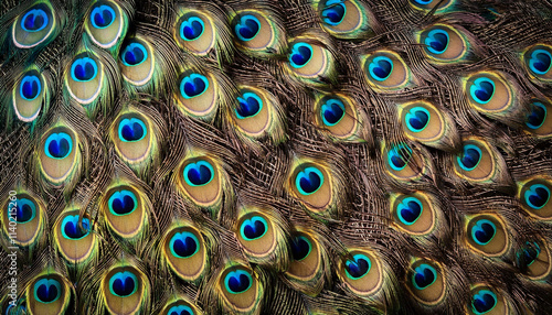 Beautiful peacock feather background wallpaper with green, blue and brown colors photo