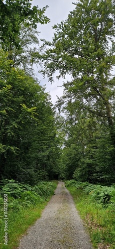 path in the forest