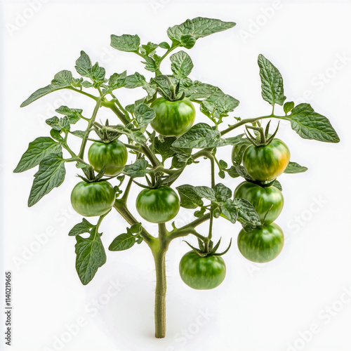 Tomato vegetable fruit plant isolated on white background.