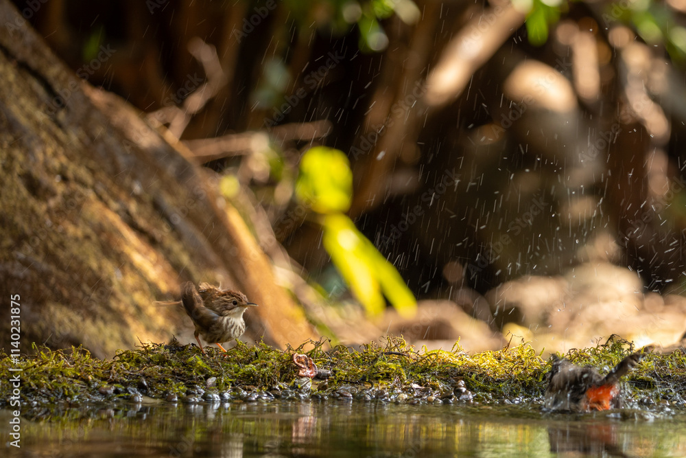 Naklejka premium Puff Throated babbler bathing in a pond and preening 