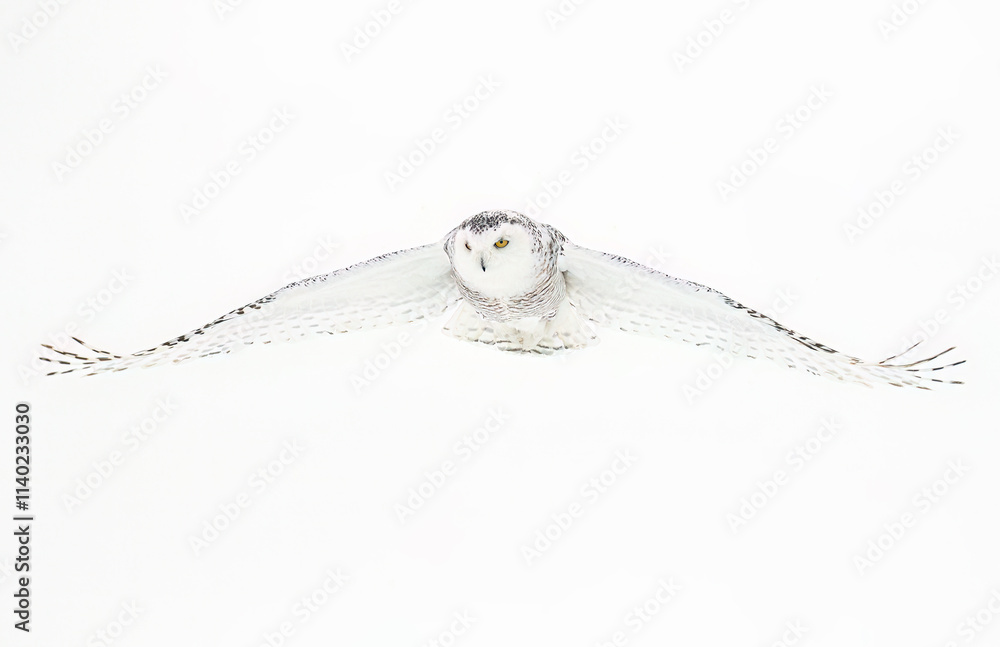 Fototapeta premium Snowy owl (Bubo scandiacus) lifting off to hunt over a snow covered field in Ottawa, Canada