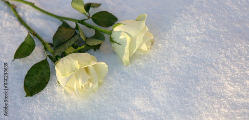 Two white roses on snow background.