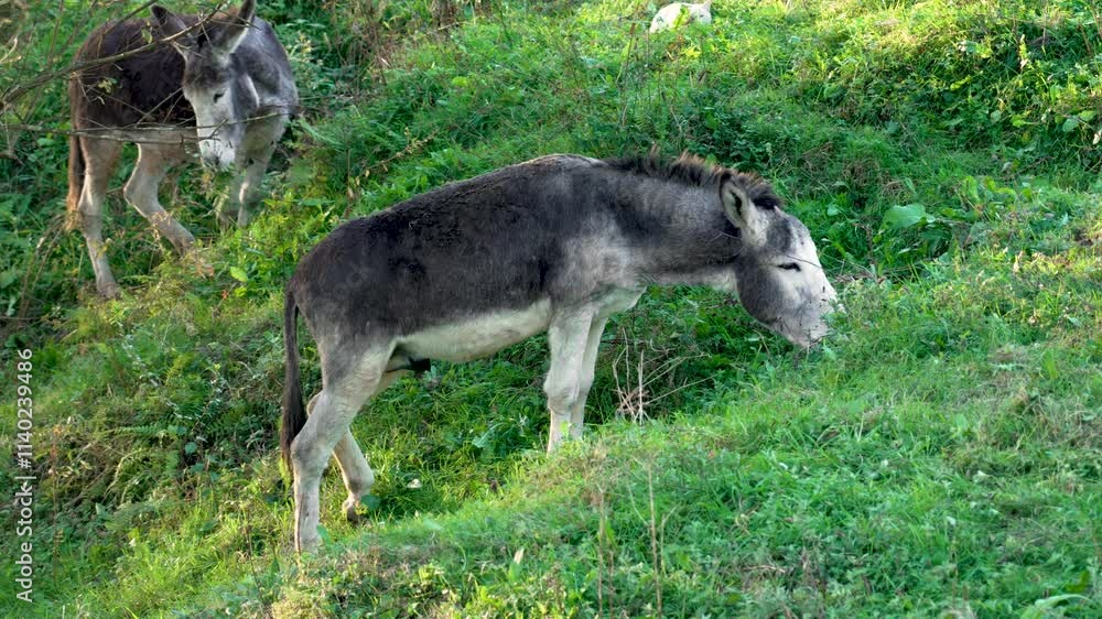 Gray donkeys (Equus asinus) grazing on a lush green pasture. The animals is calmly feeding on grass. Rural farmland