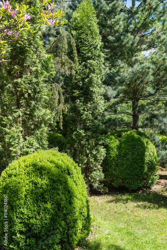 Beautiful landscape garden with evergreens. There are bushes of boxwood, Korean fir Abies, Juniperus communis Horstmann and western thuja. Calm atmosphere. spring landscape fresh nature and background photo