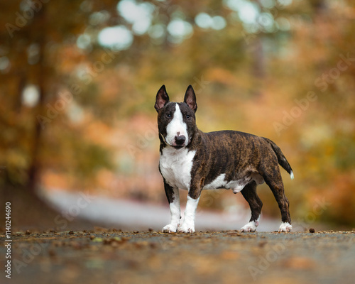 Miniature bull terrier posed for an outdoor portrait