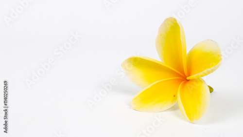 Close up Plumeria Alba or White Frangipani isolated on white background