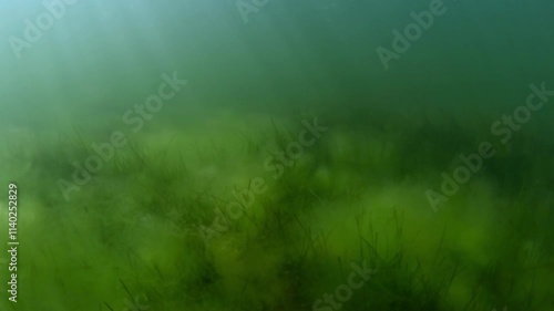 Sunlight illuminate the bottom covered with Dwarf eelgrass (Zostera noltii) and fluffy green algae, Slow motion, Camera moving forwards above the seabed photo