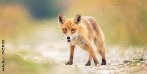 Cute fox Vulpes a fox follows a path in the sun after his catch. photo