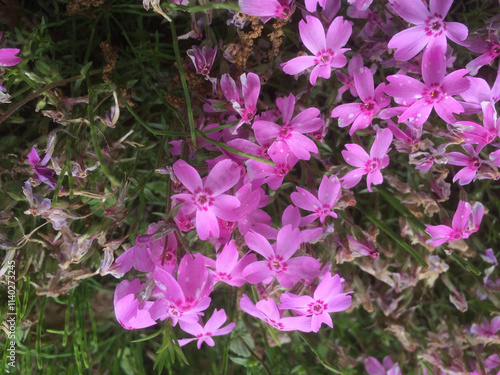 Картината върху платно flower, flowers, pink, nature, garden, flying, purple, plant, beauty, heyday, su