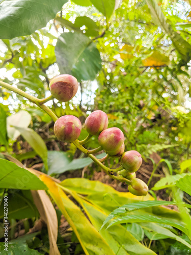 Dillenia suffruticosa is a plant that lives in tropical soil photo