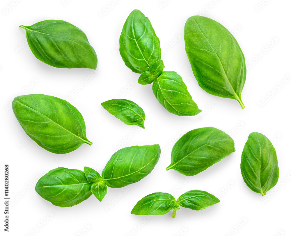 Isolated Basil leaves. Green Basil leaf collection on white background. Top view. Flat lay. Pattern. Package design element Isolated Basil leaves. Green Basil leaf collection on white background. Top view. Flat lay. Pattern. Package design element