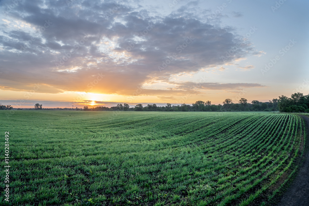 Sunrise over a field of young shoots. Sunrise over a field of young shoots.