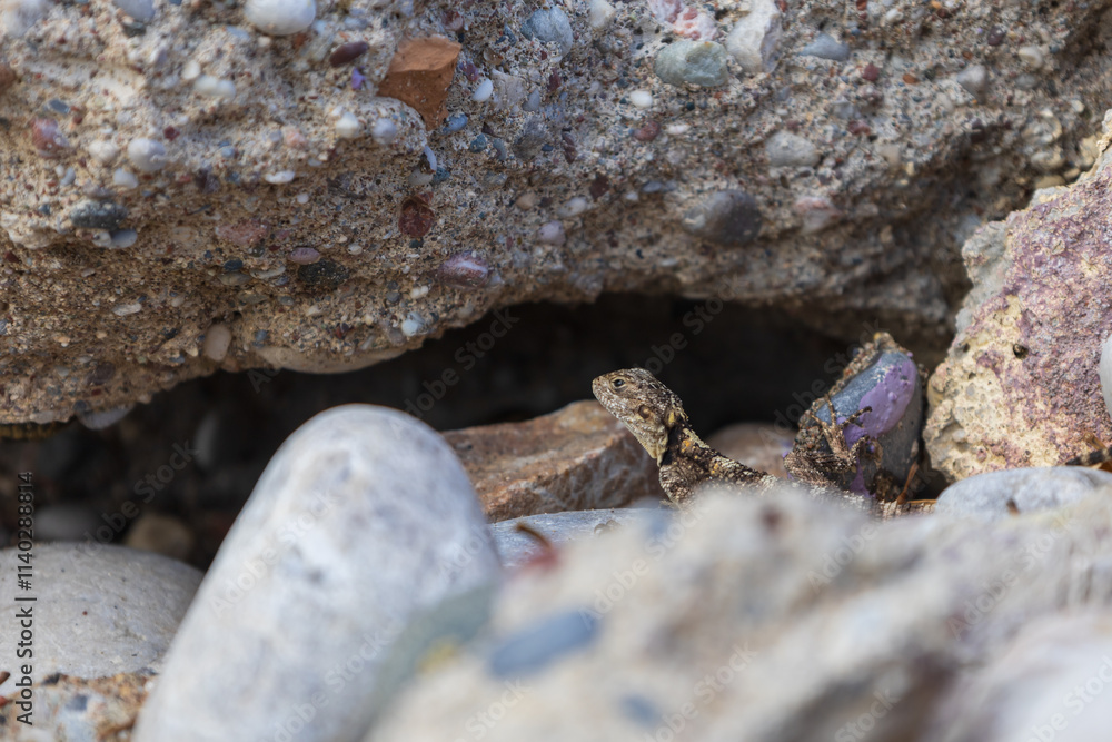 Small lizard among the stones on the beach Small lizard among the stones on the beach