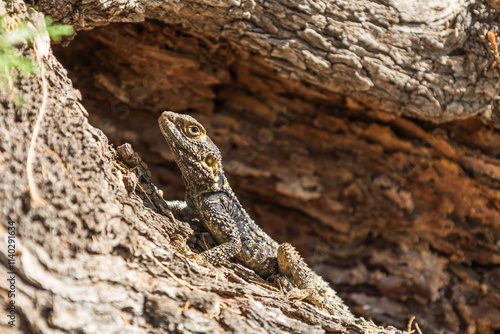 Small lizard among the stones on the beach photo