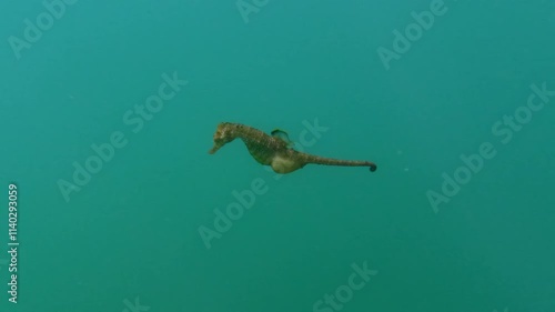 Pregnant male green seahorse swims underwater on sun rays, Slow motion, Follow shot