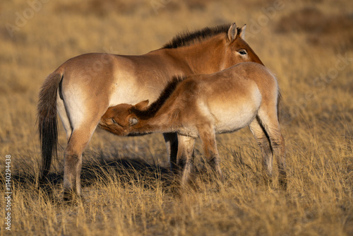 Przewalski's horse or Takhi photo