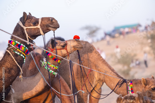 Portrait of domestic Camel at fair ground in Pushkar during fair for trading. photo