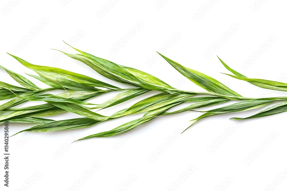Fototapeta premium Close-up of green grass isolated on white background