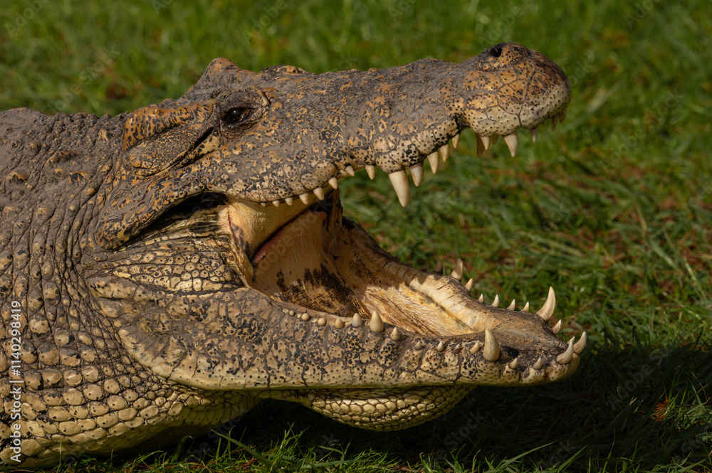 Fototapeta premium cuban crocodile sitting in the sun with open mouth
