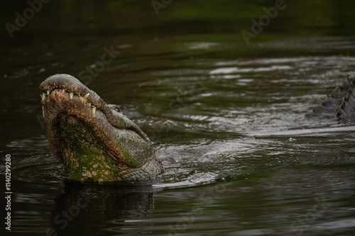 american alligator sitting with its head above water