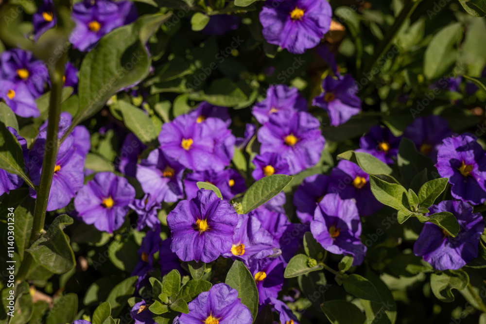 purple flowers in the garden
