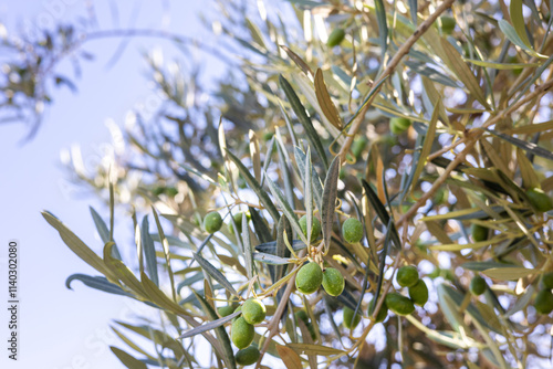 Wallpaper Mural olive branch Torontodigital.ca