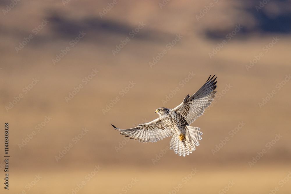 Saker falcon fly over Margaz Mountains landscape Saker falcon fly over Margaz Mountains landscape