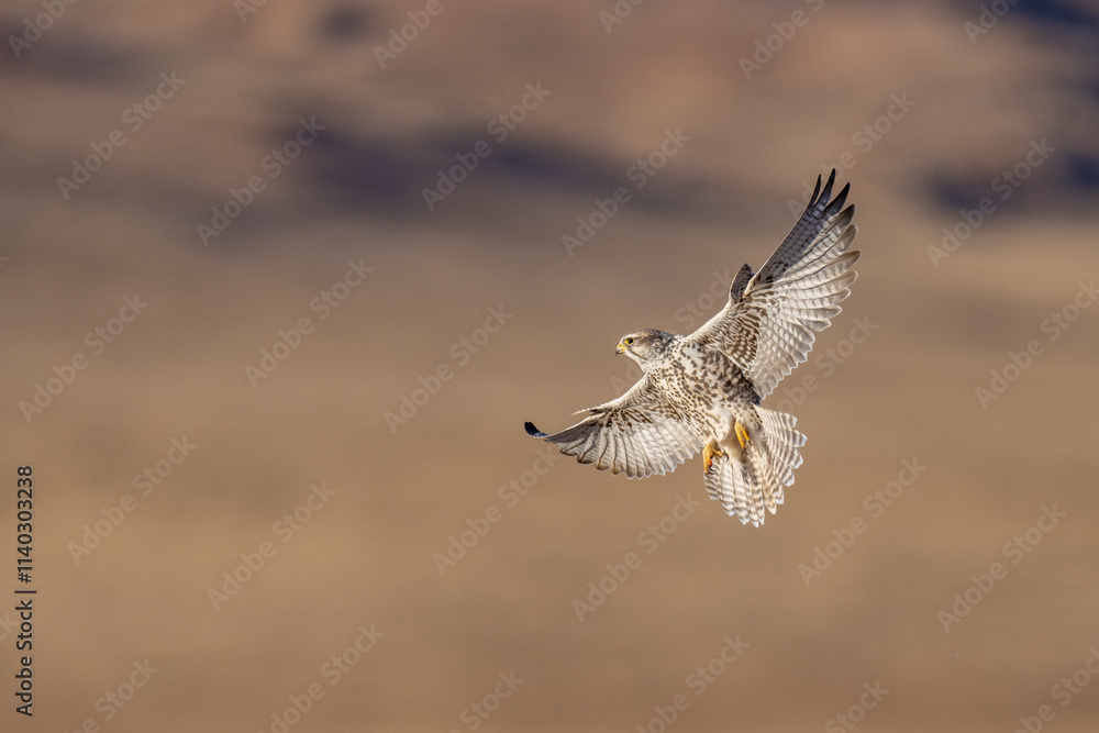 Saker falcon fly over Margaz Mountains landscape