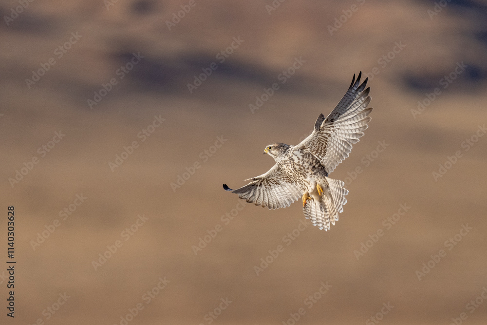 Saker falcon fly over Margaz Mountains landscape Saker falcon fly over Margaz Mountains landscape