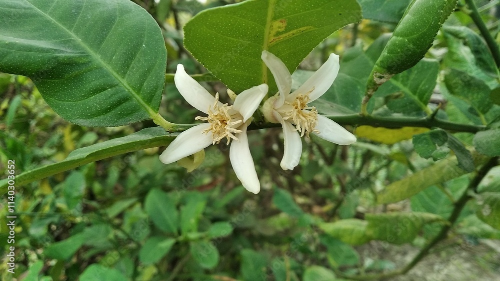 Beautiful white Psidium guava flower with pollen Beautiful white Psidium guava flower with pollen